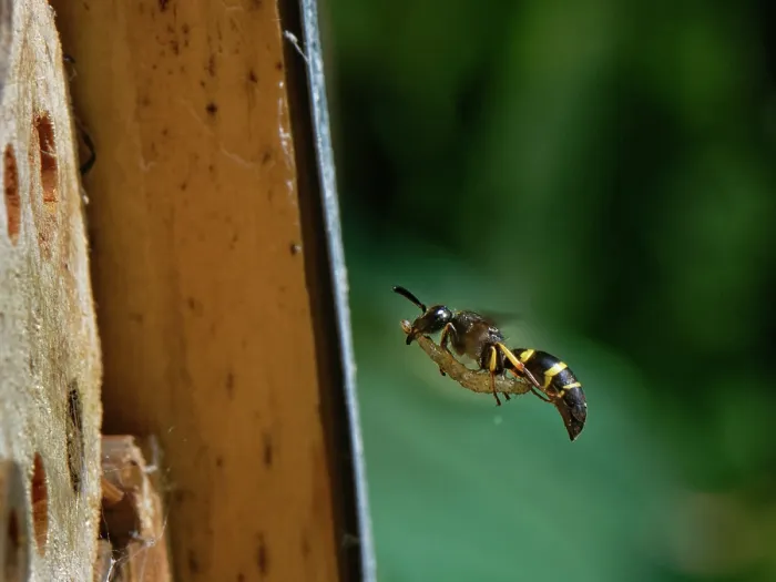 Framed Print : Mason wasp (Ancistrocerus sp.) female, flying towards its nest hole in an insect hotel with a caterpillar prey for its larvae to feed on, Wiltshire, England, UK. August