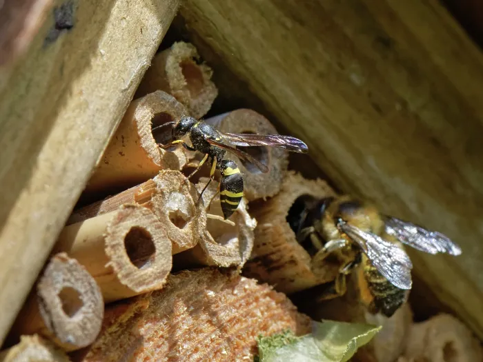 Framed Print : Mason wasp / Potter wasp (Ancistrocerus sp.) entering its nest hole in an insect hotel close to a Wood-carving leafcutter bee (Megachile ligniseca) entering a larger bamboo tube Framed Print : Mason wasp / Potter wasp (Ancistrocerus sp.) entering its nest hole in an insect hotel close to a Wood-carving leafcutter bee (Megachile ligniseca) entering a larger bamboo tube