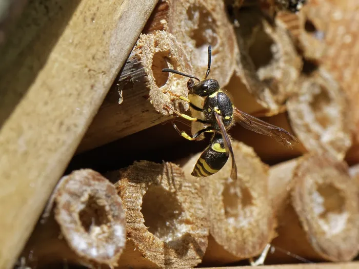 Framed Print : Mason wasp / Potter wasp (Ancistrocerus sp.) female, at entrance to nest hole in an insect hotel with a small beetle grub for its larvae to feed on, Wiltshire garden, UK. July Framed Print : Mason wasp / Potter wasp (Ancistrocerus sp.) female, at entrance to nest hole in an insect hotel with a small beetle grub for its larvae to feed on, Wiltshire garden, UK. July