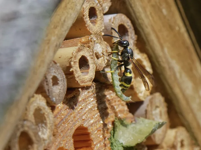 Framed Print : Mason wasp / Potter wasp (Ancistrocerus sp.) female, at entrance to nest in an insect hotel with green caterpillar prey for its larvae to feed on, Wiltshire garden, UK. July Framed Print : Mason wasp / Potter wasp (Ancistrocerus sp.) female, at entrance to nest in an insect hotel with green caterpillar prey for its larvae to feed on, Wiltshire garden, UK. July