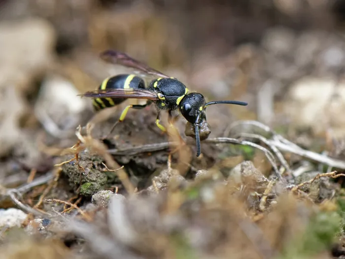 Framed Print : Mason wasp / Potter wasp (Ancistrocerus sp.) collecting a ball of mud in its jaws to seal up its nest in an insect hotel, Wiltshire garden, UK. July Framed Print : Mason wasp / Potter wasp (Ancistrocerus sp.) collecting a ball of mud in its jaws to seal up its nest in an insect hotel, Wiltshire garden, UK. July
