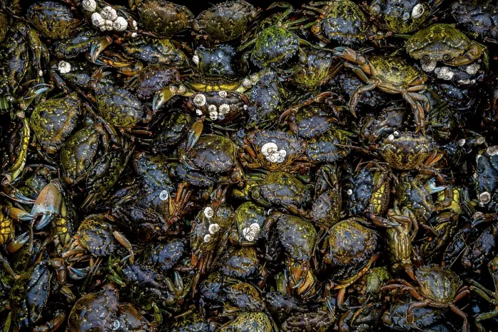 Framed Print : A mass of invasive European green crabs (Carcinus maenas), Vancouver Island, British Columbia, Canada, Pacific Ocean. February, 2023 Framed Print : A mass of invasive European green crabs (Carcinus maenas), Vancouver Island, British Columbia, Canada, Pacific Ocean. February, 2023