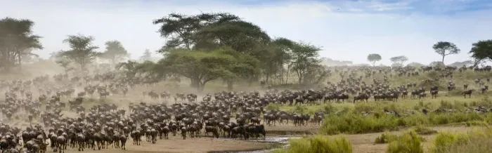 Framed Print : Massing herds of White bearded wildebeest (Connochaetes taurinus albojubatus) on migration Framed Print : Massing herds of White bearded wildebeest (Connochaetes taurinus albojubatus) on migration