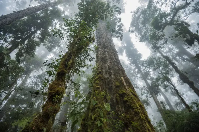 Framed Print : Massive old growth oak trees of the cloud forest, Talamanca Range, Talamanca Range-La Framed Print : Massive old growth oak trees of the cloud forest, Talamanca Range, Talamanca Range-La
