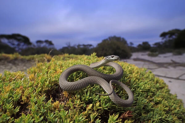 Masters snake (Drysdalia mastersii) male coiled on bush in mallee  /  heathland
