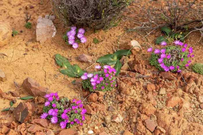 Framed Print : Matfigs (Antimima sp.) flowering in desert, Central Karoo, Cape Province, South Africa. August