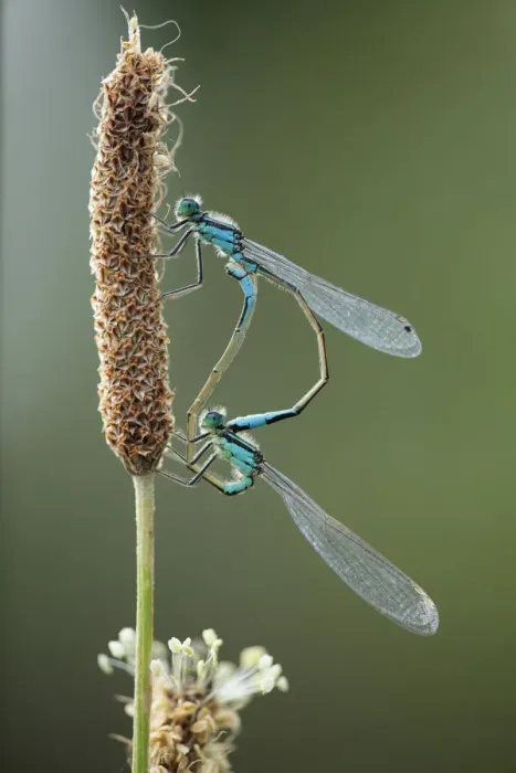 Framed Print : Mating pair of Azure damselflies (Coenagrion puella) on Plantain (Plantago sp) Lagadin region Framed Print : Mating pair of Azure damselflies (Coenagrion puella) on Plantain (Plantago sp) Lagadin region