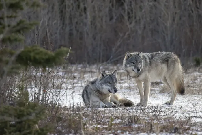Framed Print : Matriarch Timber wolf (Canis lupus lycaon) sitting next to alpha male standing in snow. Hudson Bay, Manitoba, Canada Framed Print : Matriarch Timber wolf (Canis lupus lycaon) sitting next to alpha male standing in snow. Hudson Bay, Manitoba, Canada