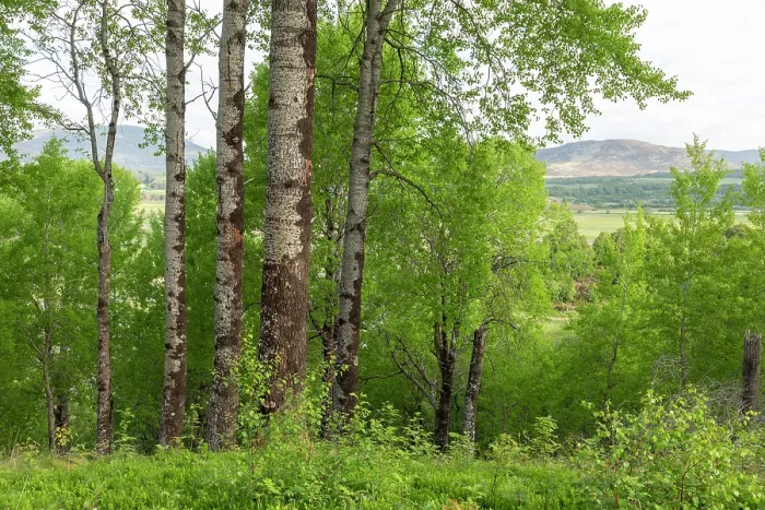 Framed Print : Mature Aspen (Populus tremula) stand in early summer, Insh Marshes, Cairngorms National Park, Scotland, UK. June Framed Print : Mature Aspen (Populus tremula) stand in early summer, Insh Marshes, Cairngorms National Park, Scotland, UK. June
