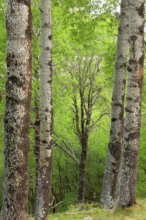 Framed Print : Mature Aspen (Populus tremula) stand in early summer, Insh Marshes, Cairngorms National Park, Scotland, UK. June Framed Print : Mature Aspen (Populus tremula) stand in early summer, Insh Marshes, Cairngorms National Park, Scotland, UK. June