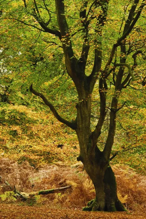Framed Print : Mature Beech tree (Fagus sylvatica) with leaves in autumn colours, Mark Ash Wood Framed Print : Mature Beech tree (Fagus sylvatica) with leaves in autumn colours, Mark Ash Wood