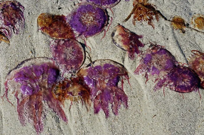 Framed Print : Mauve stinger jellyfish (Pelagia noctiluca) stranded on beach, St Martin's, Isles of Scilly, UK. September Framed Print : Mauve stinger jellyfish (Pelagia noctiluca) stranded on beach, St Martin's, Isles of Scilly, UK. September