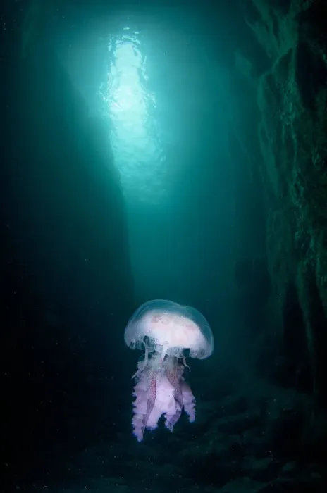 Framed Print : Mauve stinger (Pelagia noctiluca) at the entrance of a cave, Sula Sgeir, Outer Hebrides