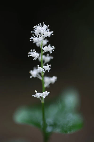 May lily  /  False lily of the valley (Maianthemum bifolium) in flower, Beaufort, Mullerthal