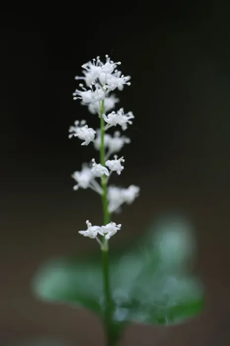Framed Print : May lily / False lily of the valley (Maianthemum bifolium) in flower, Beaufort, Mullerthal Framed Print : May lily / False lily of the valley (Maianthemum bifolium) in flower, Beaufort, Mullerthal