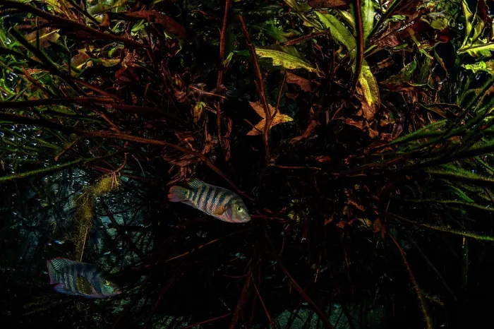 Framed Print : Two Mayan cichlids (Cichlasoma urophthalmus) sheltering amongst Mangrove roots (Rhizophora mangle) in a coastal cenote that mixes fresh and salt water, Casa Cenote, Tulum Framed Print : Two Mayan cichlids (Cichlasoma urophthalmus) sheltering amongst Mangrove roots (Rhizophora mangle) in a coastal cenote that mixes fresh and salt water, Casa Cenote, Tulum