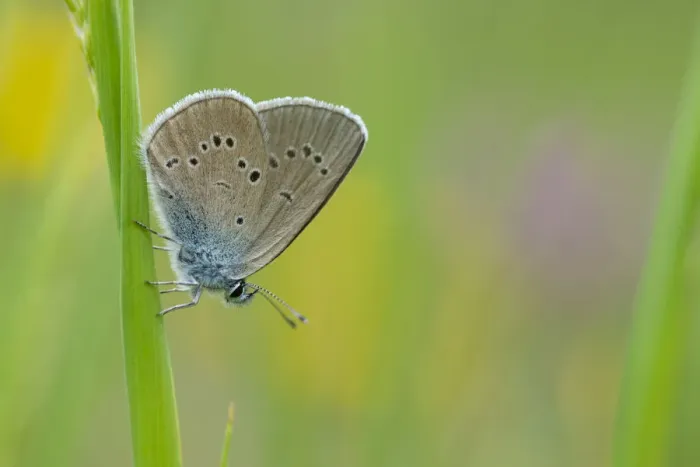 Framed Print : Mazarine blue butterfly (Cyaniris semiargus) Aosta Valley, Gran Paradiso National Park, Italy Framed Print : Mazarine blue butterfly (Cyaniris semiargus) Aosta Valley, Gran Paradiso National Park, Italy
