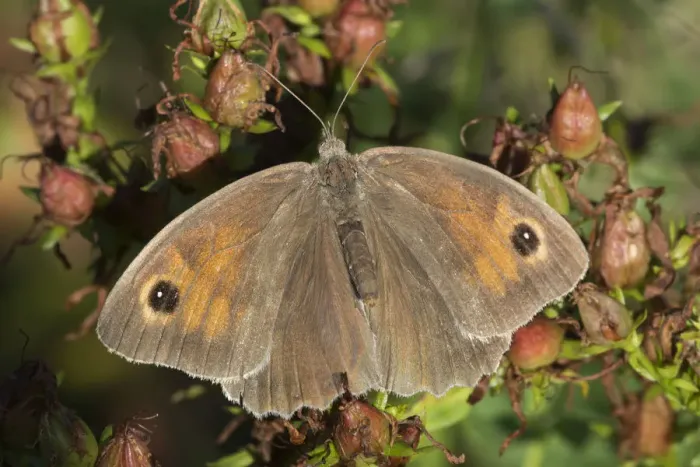 Framed Print : Meadow brown butterfly (Maniola jurtina), De Inslag, Brasschaat, Belgium August Framed Print : Meadow brown butterfly (Maniola jurtina), De Inslag, Brasschaat, Belgium August
