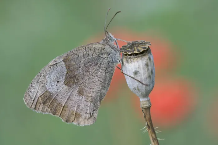Framed Print : Meadow brown butterfly (Maniola jurtina) on Common poppy seedhead (Papaver rhoeas) Framed Print : Meadow brown butterfly (Maniola jurtina) on Common poppy seedhead (Papaver rhoeas)