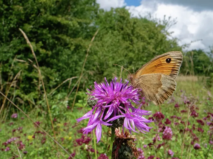 Framed Print : Meadow brown butterfly (Maniola jurtina) nectaring on Greater knapweed (Centaurea scabiosa) flowers in a chalk grassland meadow, Wiltshire, England, UK. July Framed Print : Meadow brown butterfly (Maniola jurtina) nectaring on Greater knapweed (Centaurea scabiosa) flowers in a chalk grassland meadow, Wiltshire, England, UK. July