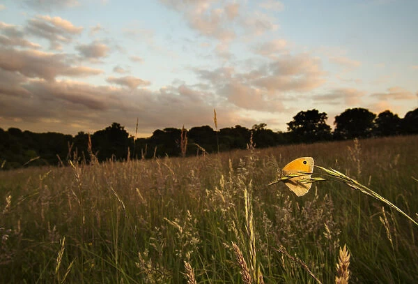 Meadow brown (Maniola jurtina) resting on grass in Cohens Field, Hampstead Heath