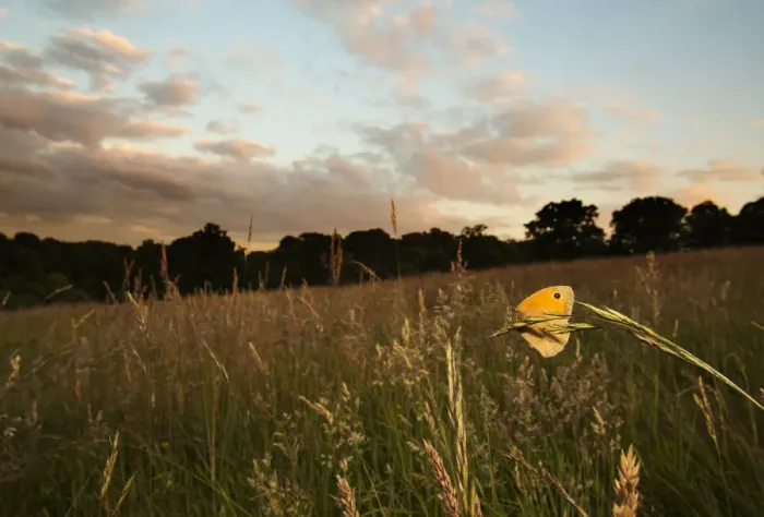 Framed Print : Meadow brown (Maniola jurtina) resting on grass in Cohens Field, Hampstead Heath