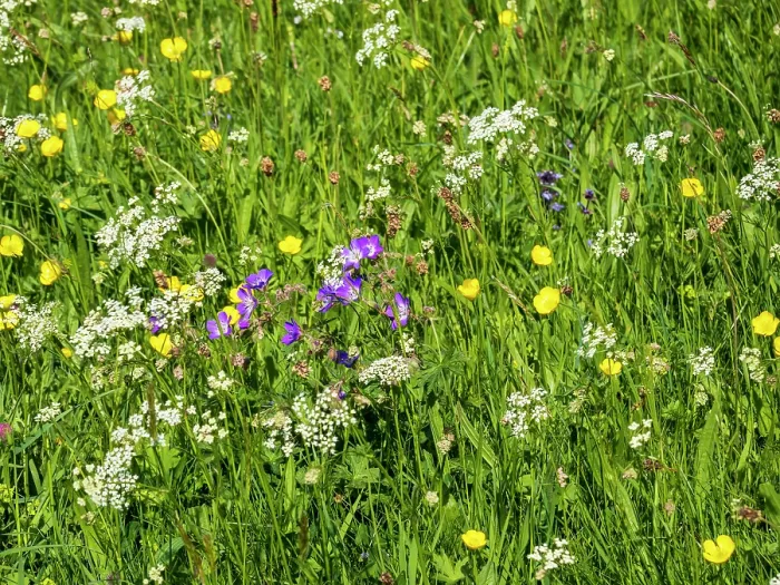 Framed Print : Meadow cranesbill (Geranium pratense) in flower in a traditional hay meadow, Muker, Swaledale, Yorkshire Dales, UK. May Framed Print : Meadow cranesbill (Geranium pratense) in flower in a traditional hay meadow, Muker, Swaledale, Yorkshire Dales, UK. May