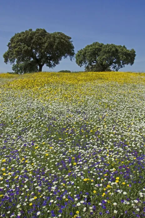 Framed Print : Meadow in flower, with Cork oaks (Quercus suber) in the background, Beja, Portugal, April Framed Print : Meadow in flower, with Cork oaks (Quercus suber) in the background, Beja, Portugal, April