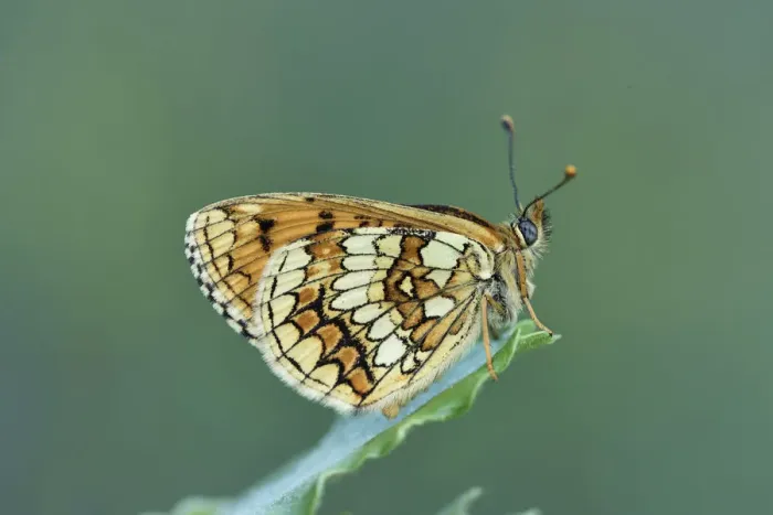 Framed Print : Meadow fritillary (Melitaea parthenoides) Riou de Meaulx, Provence, southern France, May Framed Print : Meadow fritillary (Melitaea parthenoides) Riou de Meaulx, Provence, southern France, May