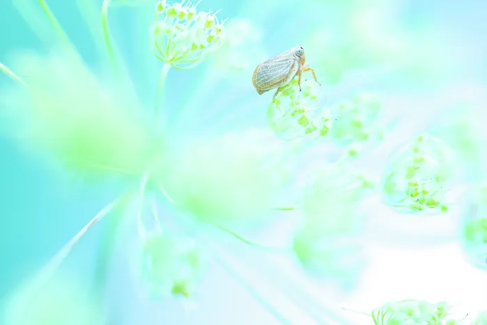 Framed Print : Meadow froghopper (Philaenus spumarius) feeding on plant sap between the fronds of an umbelliferous flower, Mugello, Tuscany, Italy. June Framed Print : Meadow froghopper (Philaenus spumarius) feeding on plant sap between the fronds of an umbelliferous flower, Mugello, Tuscany, Italy. June