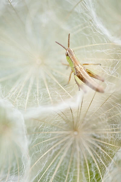 Meadow grasshopper (Chorthippus parallelus) resting on Goatsbeard seedhead (Tragopogon sinuatus)
