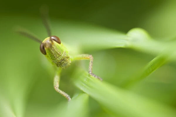 Meadow grasshopper (Chorthippus parallelus) on plant, Liechtenstein, June 2009