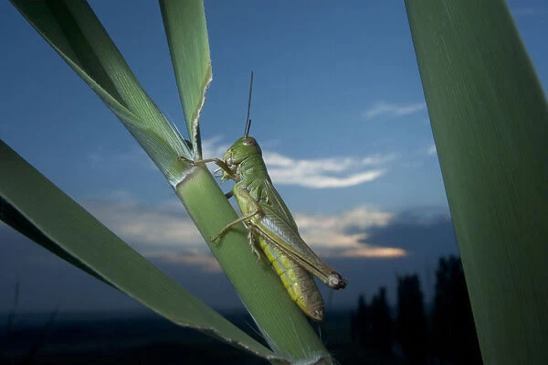 Meadow grasshopper (Chorthippus parallelus) Moldova, June