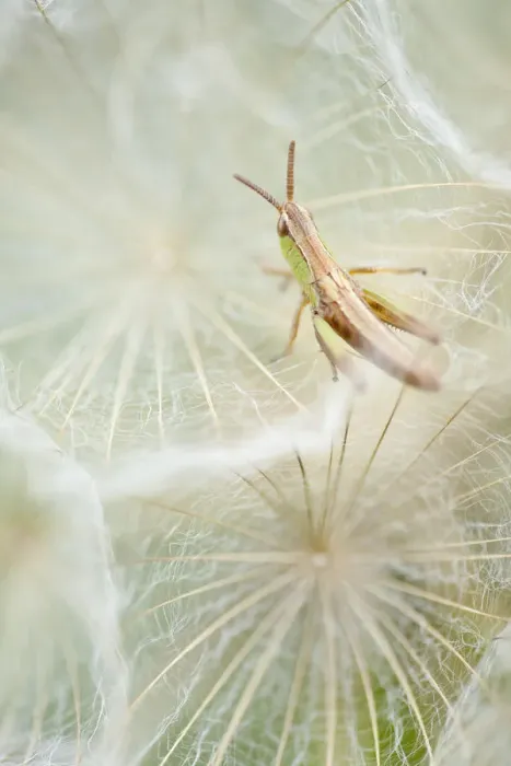 Framed Print : Meadow grasshopper (Chorthippus parallelus) resting on Goatsbeard seedhead (Tragopogon sinuatus) Framed Print : Meadow grasshopper (Chorthippus parallelus) resting on Goatsbeard seedhead (Tragopogon sinuatus)