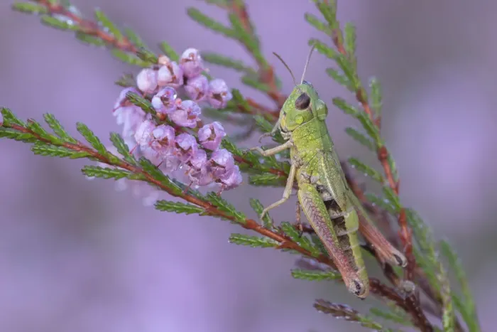 Framed Print : Meadow grasshopper (Pseudochorthippus parallelus) on Common heather (Calluna vulgaris)