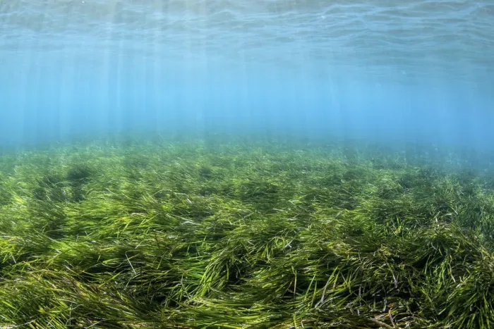 Framed Print : Meadow of Neptune seagrass (Posidonia oceanica), Chersonissos, Heraklion, Crete, Greece Framed Print : Meadow of Neptune seagrass (Posidonia oceanica), Chersonissos, Heraklion, Crete, Greece