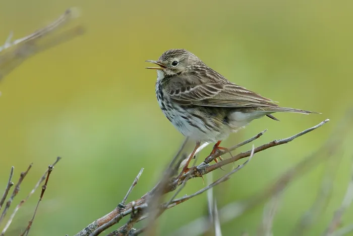 Framed Print : Meadow pipit (Anthus pratensis) perched on branch, Varanger, Norway. July Framed Print : Meadow pipit (Anthus pratensis) perched on branch, Varanger, Norway. July