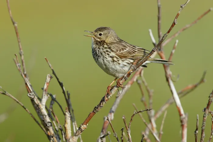 Framed Print : Meadow pipit (Anthus pratensis) perched on branch calling, Varanger, Norway. July