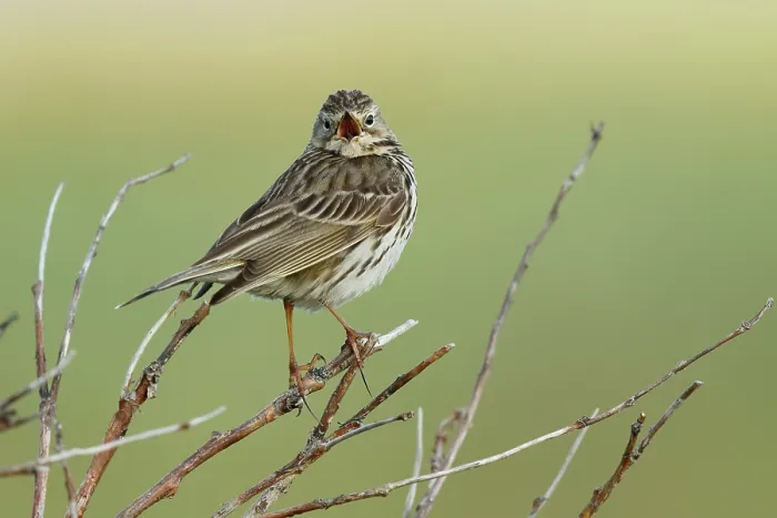 Framed Print : Meadow pipit (Anthus pratensis) perched on branch calling, Varanger, Norway. July Framed Print : Meadow pipit (Anthus pratensis) perched on branch calling, Varanger, Norway. July