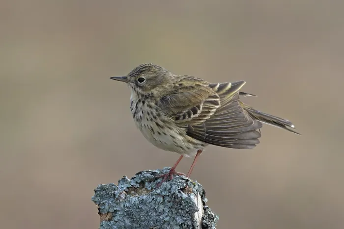 Framed Print : Meadow pipit (Anthus pratensis) perched on wooden post, drying feathers after bathing, Langdon Beck, County Durham, UK. April Framed Print : Meadow pipit (Anthus pratensis) perched on wooden post, drying feathers after bathing, Langdon Beck, County Durham, UK. April