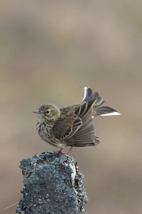 Framed Print : Meadow pipit (Anthus pratensis) perched on wooden post, drying feathers after bathing, Langdon Beck, County Durham, UK. April Framed Print : Meadow pipit (Anthus pratensis) perched on wooden post, drying feathers after bathing, Langdon Beck, County Durham, UK. April