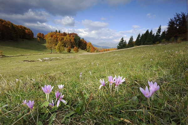Meadow Saffron (Colchicum autumnale) flowers in meadow, Piatra Craiului Mountains