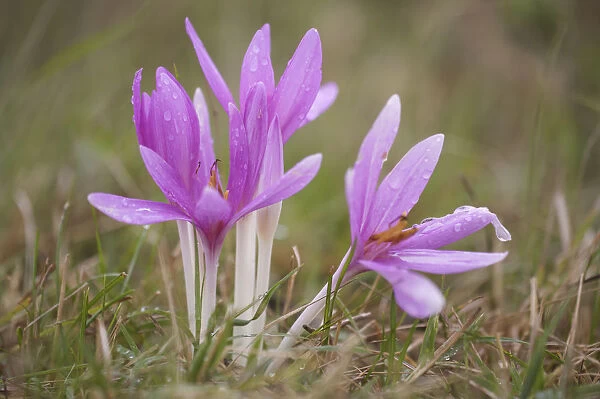 Meadow saffron crocus (Colchicum autumnale) flowers covered in water droplets, Mohacs