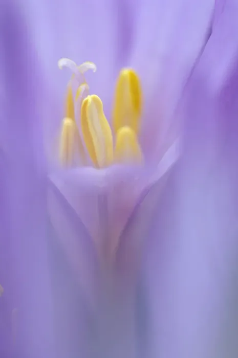 Framed Print : Meadow Saffron flower (Colchicum autumnale) soft focus, Piatra Craiului Mountains Framed Print : Meadow Saffron flower (Colchicum autumnale) soft focus, Piatra Craiului Mountains