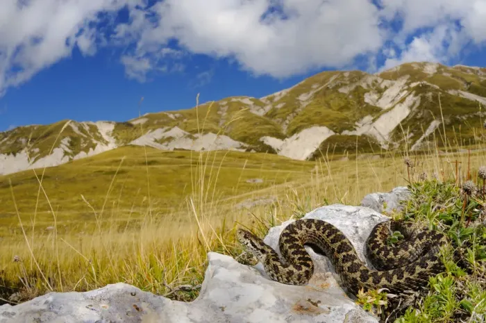 Framed Print : Meadow viper, (Vipera ursinii), basking in alpine meadow, Apennines, Italy, September