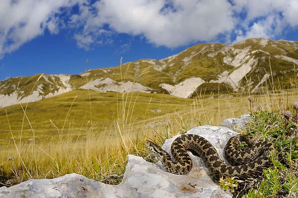 Meadow viper, (Vipera ursinii), basking in alpine meadow, Apennines, Italy, September