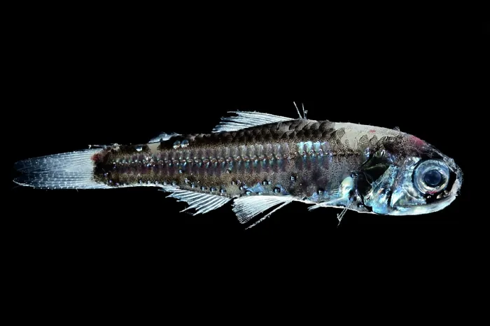 Framed Print : Mead's lanternfish (Diaphus meadi) portrait. Typically found at depths of 700 to 1, 500 m during the day and 20 to 200 m at night