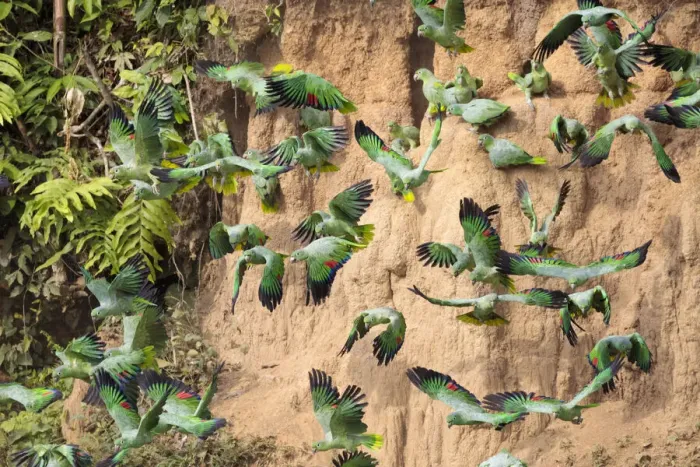 Framed Print : Mealy Parrots (Amazona farinosa) feeding at the wall of a clay lick Framed Print : Mealy Parrots (Amazona farinosa) feeding at the wall of a clay lick
