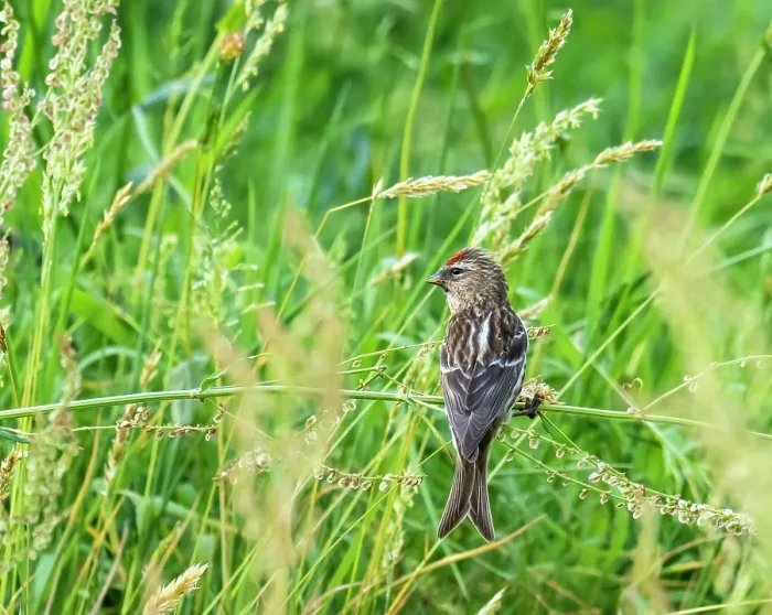 Framed Print : Mealy redpoll (Acanthis flammea) feeding on grass seeds, Ambleside, Lake District, Cumbria, UK. June