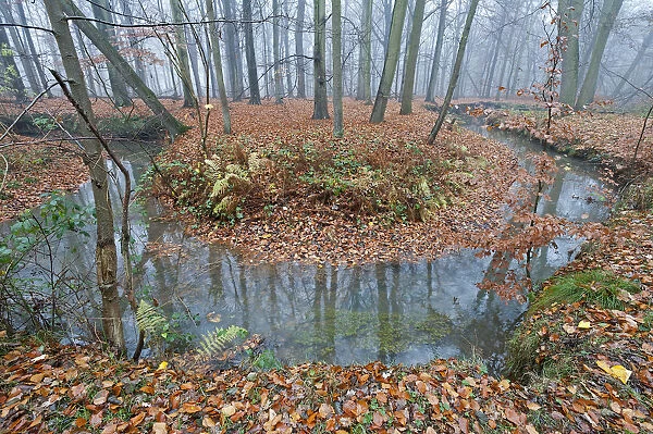 Meander in Laarse beek, tributary of the Apparent, that Peerdsbos, Brasschaat, Belgium